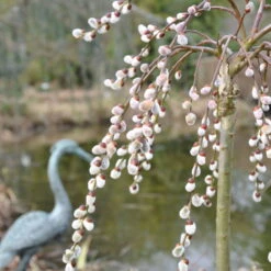 Hängende Kätzchenweide 'Pendula' 75 Cm Stamm, Co 5 Lt. Topf