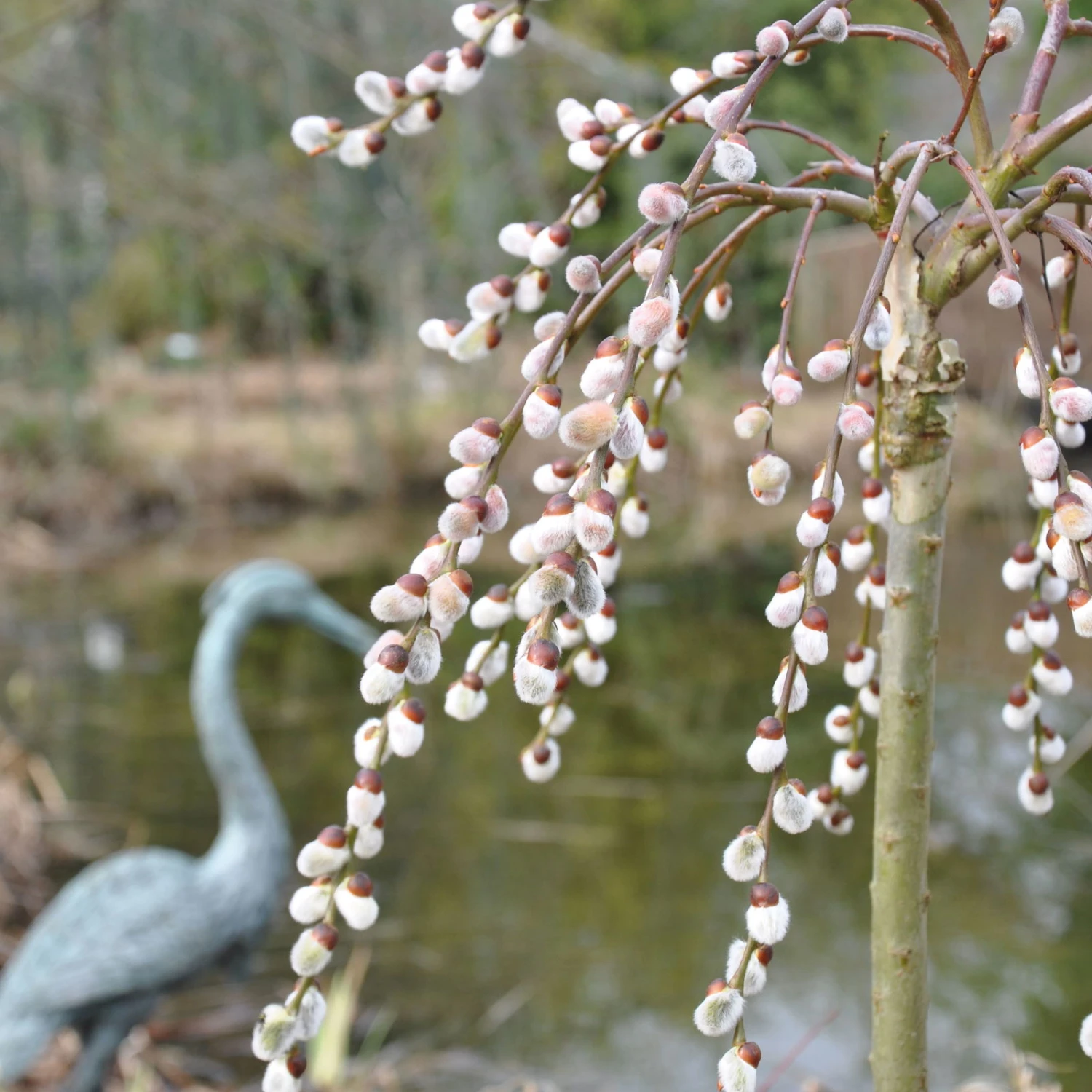 Hängende Kätzchenweide 'Pendula' 75 Cm Stamm, Co 5 Lt. Topf 1 Hängende Kätzchenweide 'Pendula' 75 Cm Stamm, Co 5 Lt. Topf