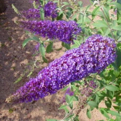 Duo-Schmetterlingsstrauch, Buddleja 'Reve De Papillion'®, Blau-weiß, Topf 5 Lt. -Biohort Gartenarbeit Geschaft 0410220176 BUDDLEJA davidii Reve de Papillon Blue 2 Kordes 78179