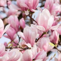 3er-Set Magnolien-Klassiker, Höhe 40-60 Cm, Im 5 Liter Topf -Biohort Gartenarbeit Geschaft 0410250590 Magnolien 3er Set2 76476