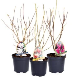 3er-Set Magnolien-Klassiker, Höhe 40-60 Cm, Im 5 Liter Topf -Biohort Gartenarbeit Geschaft 0410250590 Magnolien 3er Set4 76479