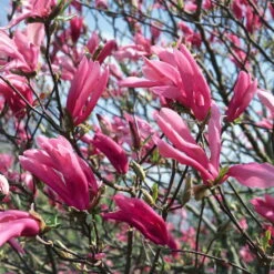 3er-Set Magnolien-Klassiker, Höhe 40-60 Cm, Im 5 Liter Topf -Biohort Gartenarbeit Geschaft 0410250590 Magnolien 3er Set 76478