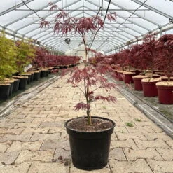 Roter Schlitzahorn 'Dissectum Garnet', Höhe 40 - 60 Cm, Topf 7,5 Liter -Biohort Gartenarbeit Geschaft 0410300847 acer garnet 1 123988