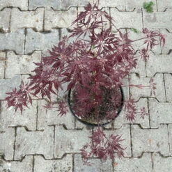 Roter Schlitzahorn 'Dissectum Garnet', Höhe 40 - 60 Cm, Topf 7,5 Liter -Biohort Gartenarbeit Geschaft 0410300847 acer garnet 4 123987