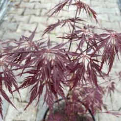 Roter Schlitzahorn 'Dissectum Garnet', Höhe 40 - 60 Cm, Topf 7,5 Liter -Biohort Gartenarbeit Geschaft 0410300847 acer garnet 5 123986