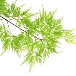 Fächerahorn 'Emerald Lace', Höhe 60-80 Cm, Topf 10 Liter 12 Fächerahorn 'Emerald Lace', Höhe 60-80 Cm, Topf 10 Liter -Biohort Gartenarbeit Geschaft 0410301299 Acer palm Emerald Lace 120008