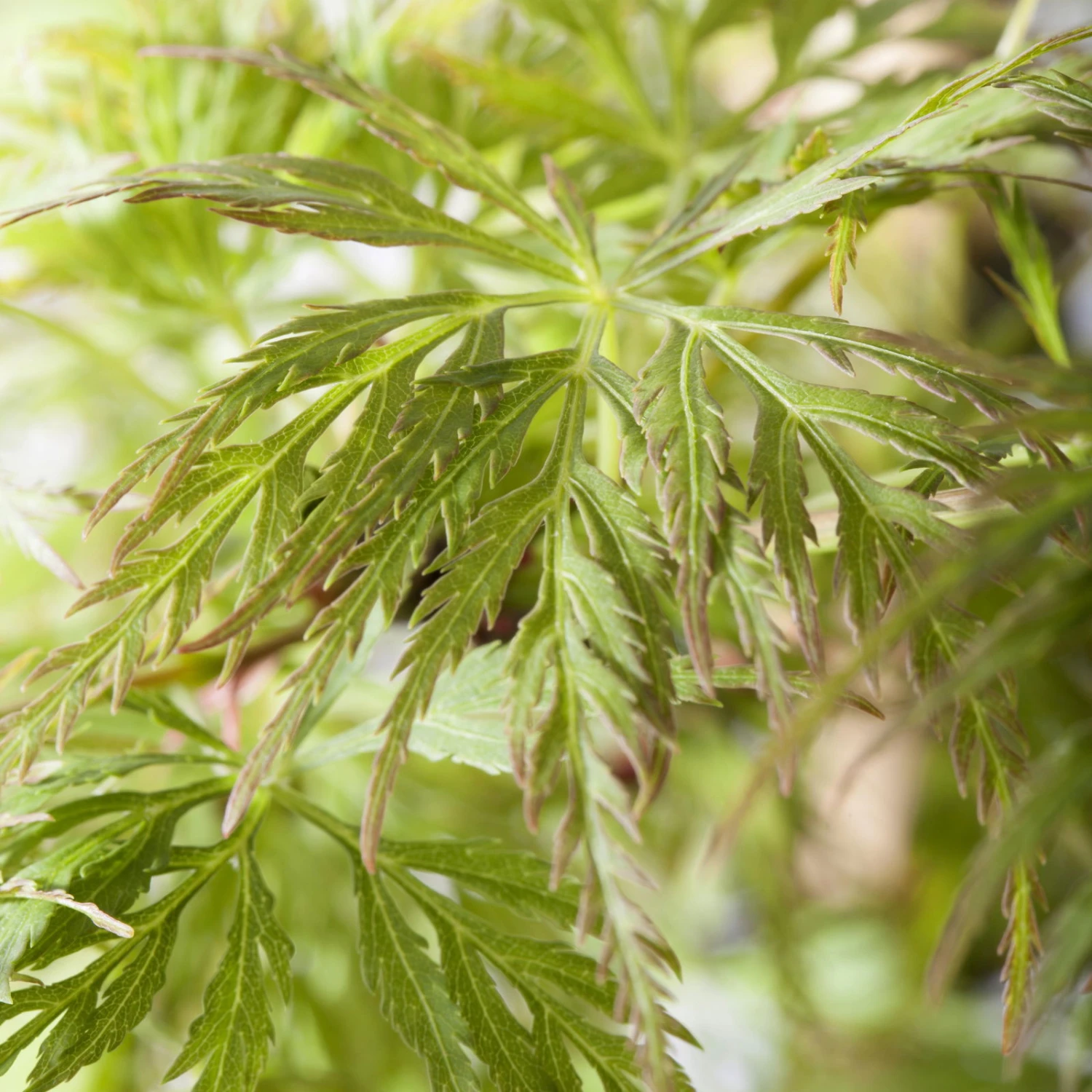 Fächerahorn 'Emerald Lace', Höhe 60-80 Cm, Topf 10 Liter 2 Fächerahorn 'Emerald Lace', Höhe 60-80 Cm, Topf 10 Liter – Bild 2