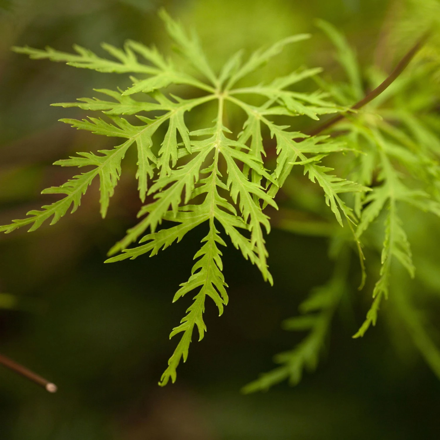 Fächerahorn 'Emerald Lace', Höhe 60-80 Cm, Topf 10 Liter 3 Fächerahorn 'Emerald Lace', Höhe 60-80 Cm, Topf 10 Liter – Bild 3