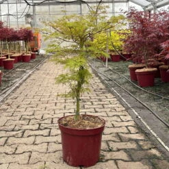 Fächerahorn 'Emerald Lace', Höhe 60-80 Cm, Topf 10 Liter 13 Fächerahorn 'Emerald Lace', Höhe 60-80 Cm, Topf 10 Liter -Biohort Gartenarbeit Geschaft 0410301299 acer emerald lace 2 124024