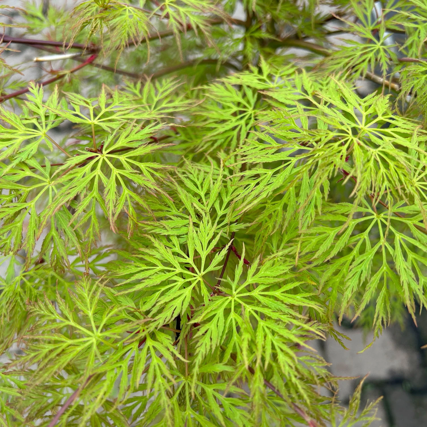 Fächerahorn 'Emerald Lace', Höhe 60-80 Cm, Topf 10 Liter 6 Fächerahorn 'Emerald Lace', Höhe 60-80 Cm, Topf 10 Liter – Bild 6