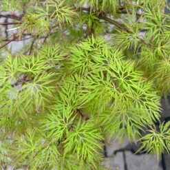 Fächerahorn 'Emerald Lace', Höhe 60-80 Cm, Topf 10 Liter 15 Fächerahorn 'Emerald Lace', Höhe 60-80 Cm, Topf 10 Liter -Biohort Gartenarbeit Geschaft 0410301299 acer emerald lace 5 124026