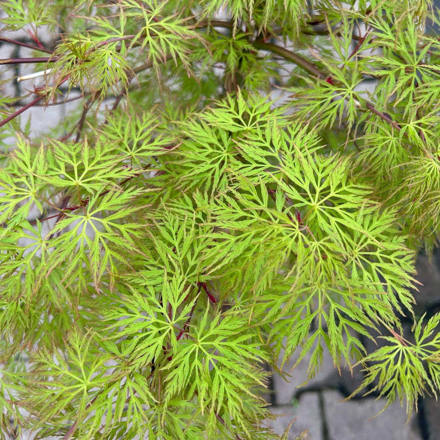 Fächerahorn 'Emerald Lace', Höhe 60-80 Cm, Topf 10 Liter 7 Fächerahorn 'Emerald Lace', Höhe 60-80 Cm, Topf 10 Liter – Bild 7