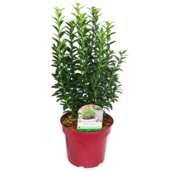 Japanischer Spindelstrauch 'Green Empire'®, Höhe 25-30 Cm, Topf 3 Liter, 5er-Set