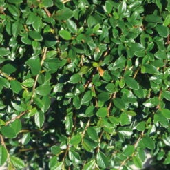 Cotoneaster Dammeri 'Radicans', Topf-Ø 9 Cm, 12er-Set -Biohort Gartenarbeit Geschaft 0410650141 Coton damm Radicans T9 WEB 02 34142