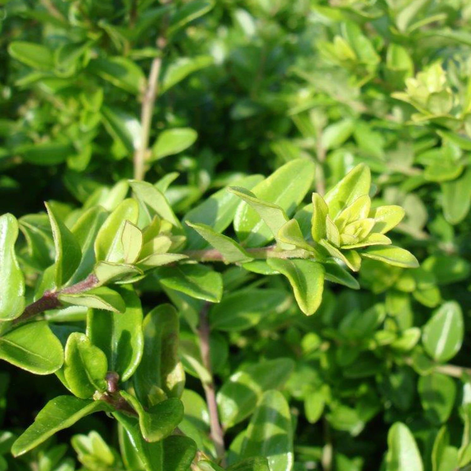 Lonicera Nitida, Topf-Ø 9 Cm, 12er-Set 1 Lonicera Nitida, Topf-Ø 9 Cm, 12er-Set