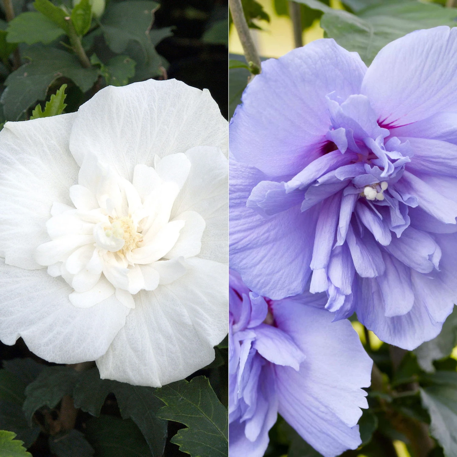 Duo-Gartenhibiskus 'Blue Chiffon®' Und 'White Chiffon®', Blau + Weiß, 5 Lt. Topf 1 Duo-Gartenhibiskus 'Blue Chiffon®' Und 'White Chiffon®', Blau + Weiß, 5 Lt. Topf