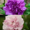 Duo Garten-Hibiskus 'French Cabaret® Pastel' Und 'French Cabaret® Purple'