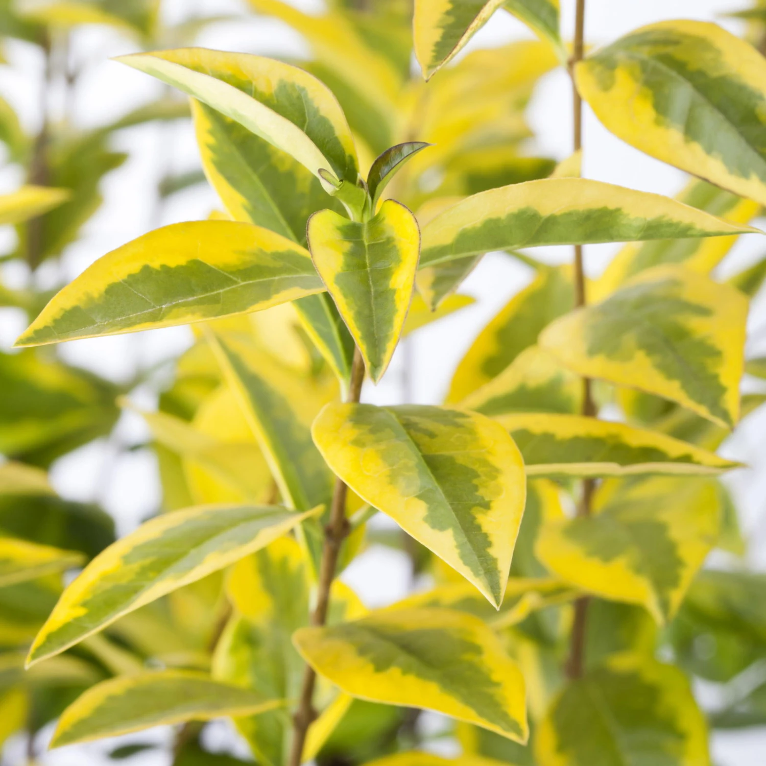 Heckenset Gold-Liguster 'Aureum', 25er-Set, Höhe 60-80 Cm, Topf Je 7,5 Liter 1 Heckenset Gold-Liguster 'Aureum', 25er-Set, Höhe 60-80 Cm, Topf Je 7,5 Liter