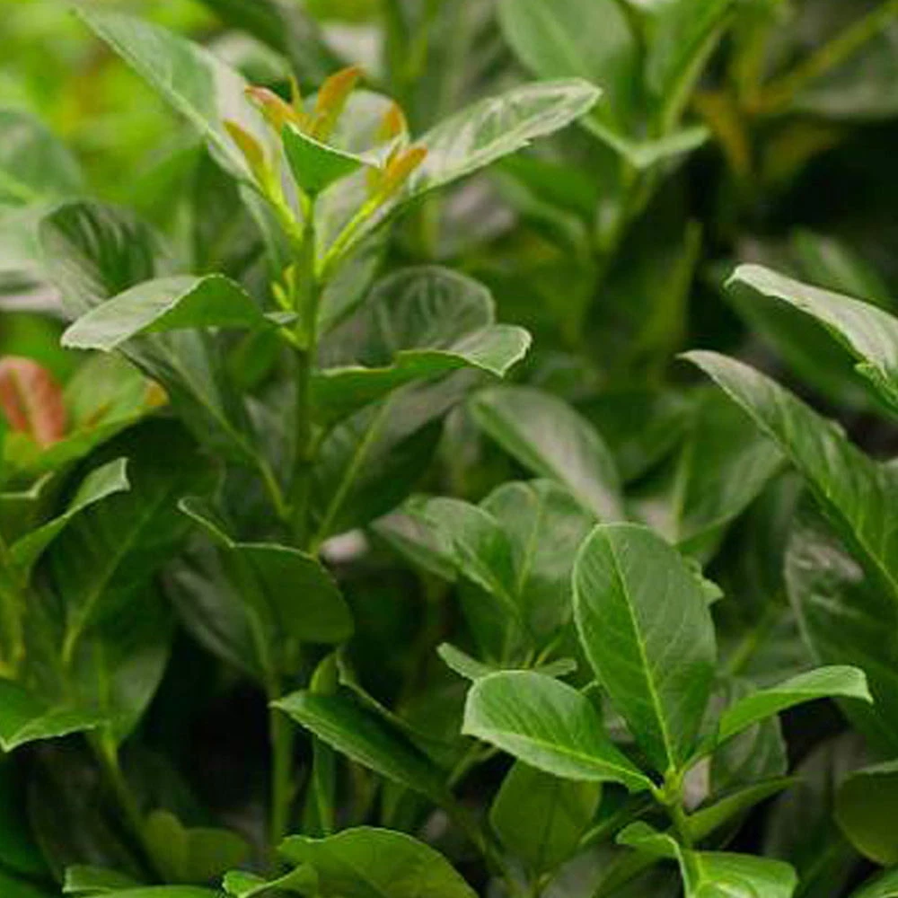 Kölle Kirschlorbeer 'Etna'®, 3er-Set, Höhe 40-60 Cm, Topf Je 4,6 Liter 1 Kölle Kirschlorbeer 'Etna'®, 3er-Set, Höhe 40-60 Cm, Topf Je 4,6 Liter