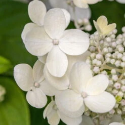 Tellerhortensie 'Lanarth White'®, Höhe 30-40 Cm, Topf 5 Liter, 3er-Set