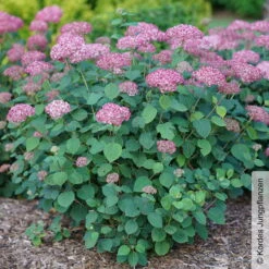 Rosa Schneeballhortensie 'Pink Annabelle'®, Rosa, Topf 5 Liter -Biohort Gartenarbeit Geschaft 0415300088 Hydrangea arb Pink Annabelle 2 93915