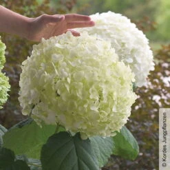 Schneeballhortensie 'Strong Annabelle'®, Weiß, 3er-Set, Höhe 40-60 Cm, Topf 5 L -Biohort Gartenarbeit Geschaft 0415300089 Hydrangea arb Strong Annabelle 1 93918