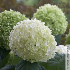 Schneeballhortensie 'Strong Annabelle'®, Weiß, 3er-Set, Höhe 40-60 Cm, Topf 5 L