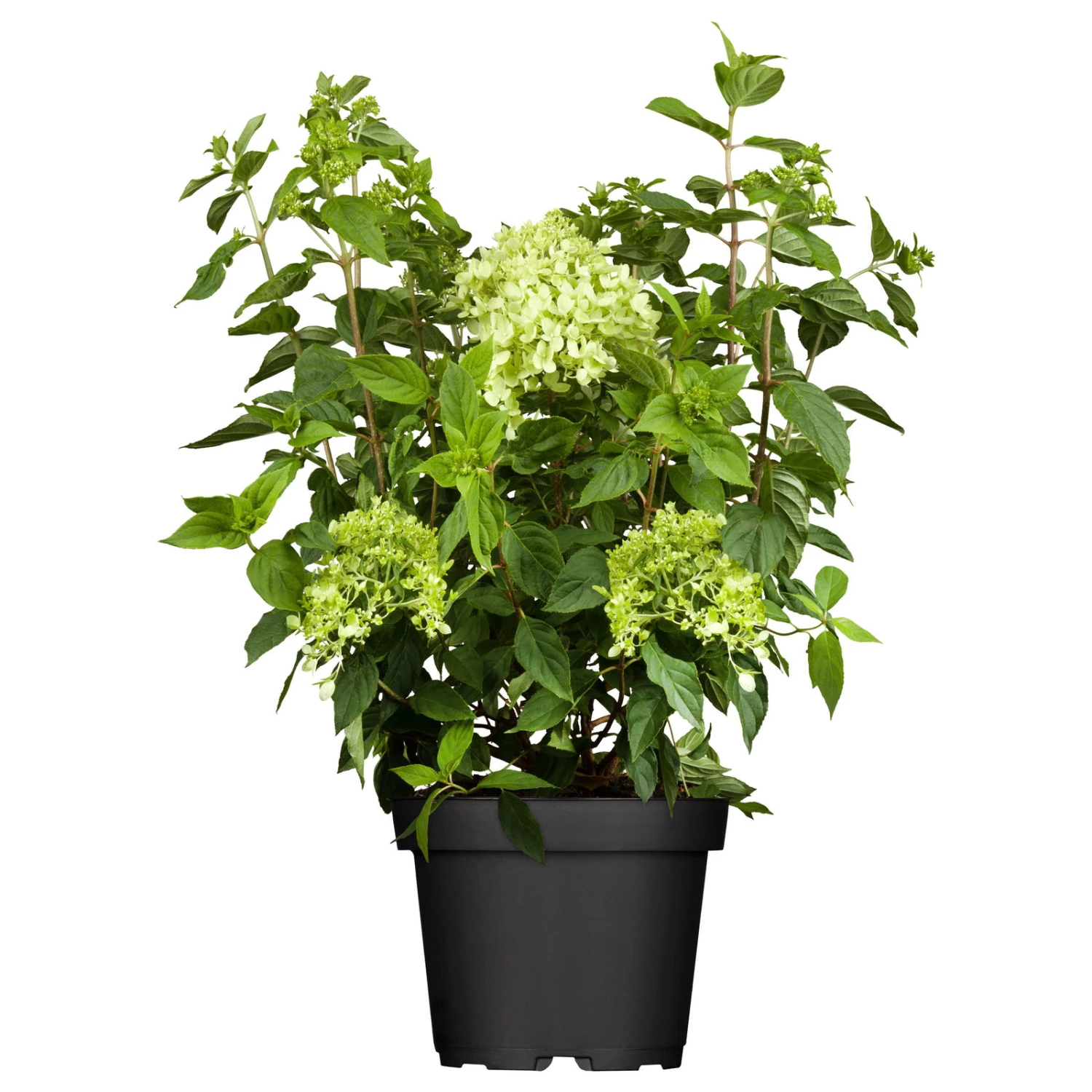 Zwerg-Rispenhortensie, Hydrangea Paniculata 'Little Lime'®, Im 5 Liter Topf 2 Zwerg-Rispenhortensie, Hydrangea Paniculata 'Little Lime'®, Im 5 Liter Topf – Bild 2
