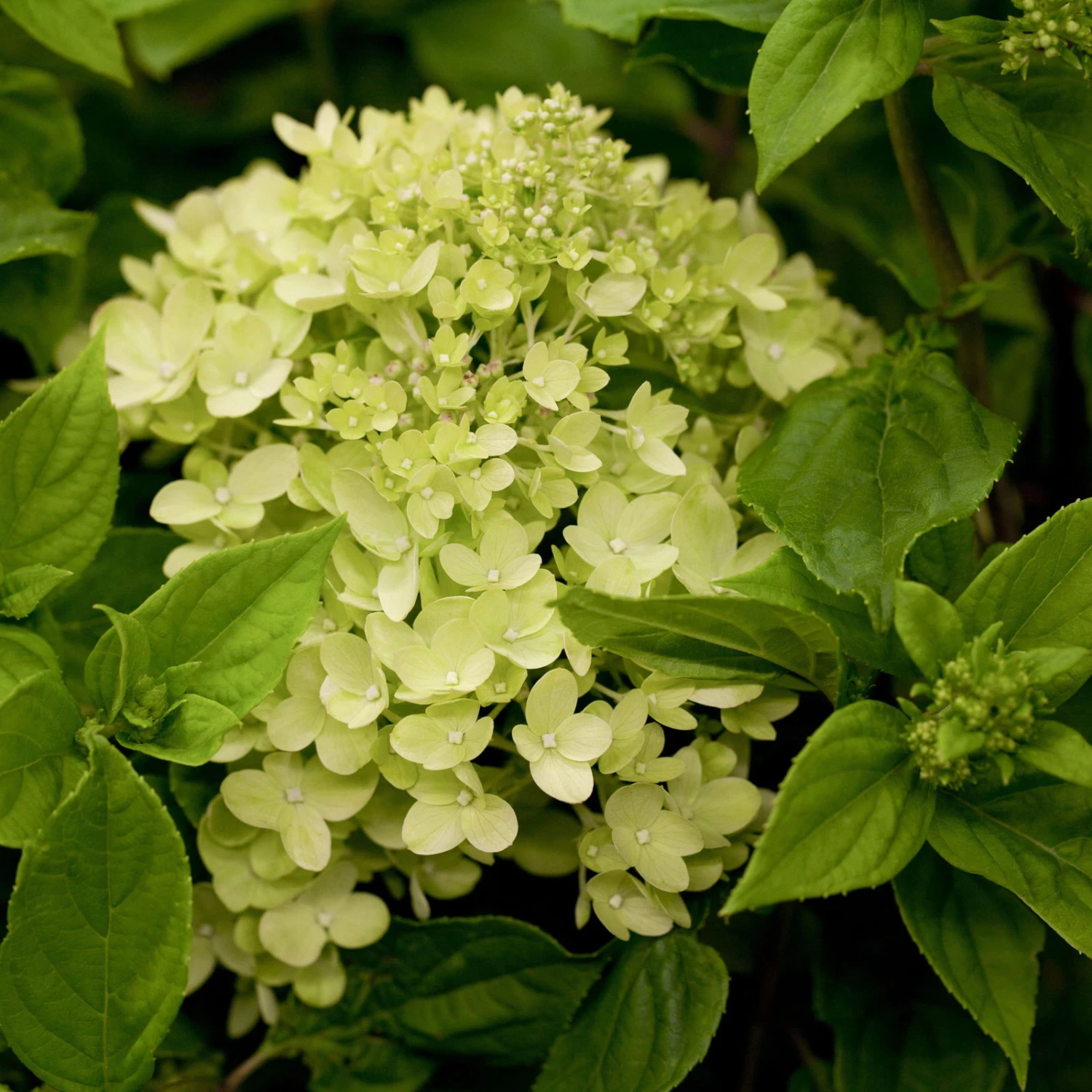 Zwerg-Rispenhortensie, Hydrangea Paniculata 'Little Lime'®, Im 5 Liter Topf 1 Zwerg-Rispenhortensie, Hydrangea Paniculata 'Little Lime'®, Im 5 Liter Topf