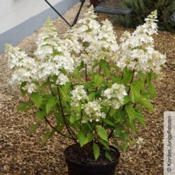 Rispenhortensie 'Confetti'®, Hydrangea Paniculata, Weiß, 3er-Set, Topf 5 Liter -Biohort Gartenarbeit Geschaft 0415300245 Hydrangea paniculata Confetti 1 93924