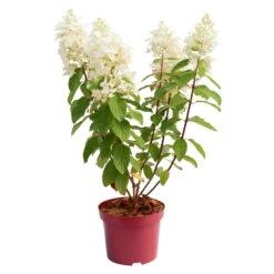 Rispenhortensie 'Baby Lace', Weiß, 3er-Set, Höhe 40-60 Cm, Topf 5 Liter