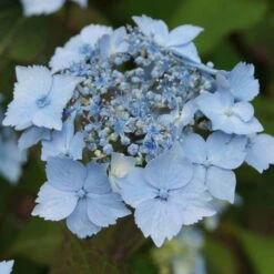 Ausgewählte Produkte -Biohort Gartenarbeit Geschaft 0415500167 Hydrangea serrata Blue Deckle Blue Bird 1 104397