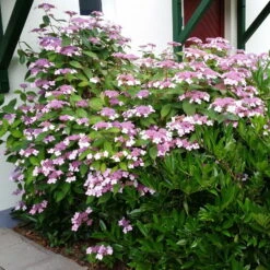 Japanische Berg-Hortensien 'Blue Deckle' & 'Blue Bird', 2er-Set, Topf 4 Liter 9 Japanische Berg-Hortensien 'Blue Deckle' & 'Blue Bird', 2er-Set, Topf 4 Liter -Biohort Gartenarbeit Geschaft 0415500167 Hydrangea serrata Blue Deckle Blue Bird 2 104398