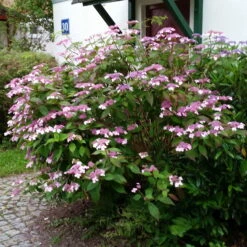 Japanische Berg-Hortensien 'Blue Deckle' & 'Blue Bird', 2er-Set, Topf 4 Liter 10 Japanische Berg-Hortensien 'Blue Deckle' & 'Blue Bird', 2er-Set, Topf 4 Liter -Biohort Gartenarbeit Geschaft 0415500167 Hydrangea serrata Blue Deckle Blue Bird 3 104399