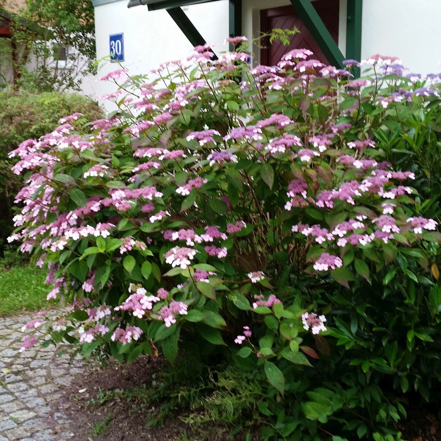 Japanische Berg-Hortensien 'Blue Deckle' & 'Blue Bird', 2er-Set, Topf 4 Liter 4 Japanische Berg-Hortensien 'Blue Deckle' & 'Blue Bird', 2er-Set, Topf 4 Liter – Bild 4