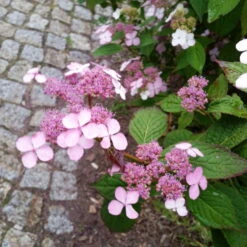 Japanische Berg-Hortensien 'Blue Deckle' & 'Blue Bird', 2er-Set, Topf 4 Liter 11 Japanische Berg-Hortensien 'Blue Deckle' & 'Blue Bird', 2er-Set, Topf 4 Liter -Biohort Gartenarbeit Geschaft 0415500167 Hydrangea serrata Blue Deckle Blue Bird 4 104400