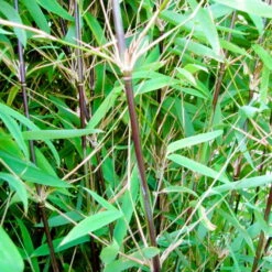 Schwarzer Gartenbambus 'Black Pearl', 25er-Set, Höhe 80-100, Topf 10 Liter