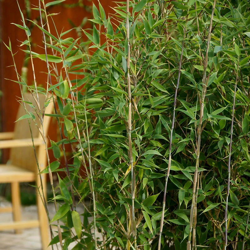 15er-Set Bambus-Hecken-Set Fargesia Spathacea "Blue Lizard"®, Höhe 80-100 Cm, Im 15 Liter Topf – Bild 2
