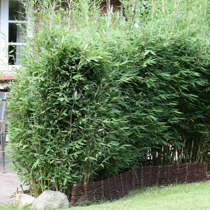 20er-Set Bambus-Hecken-Set Fargesia Spathacea "Blue Lizard"®, Höhe 80-100 Cm, Im 15 Liter Topf