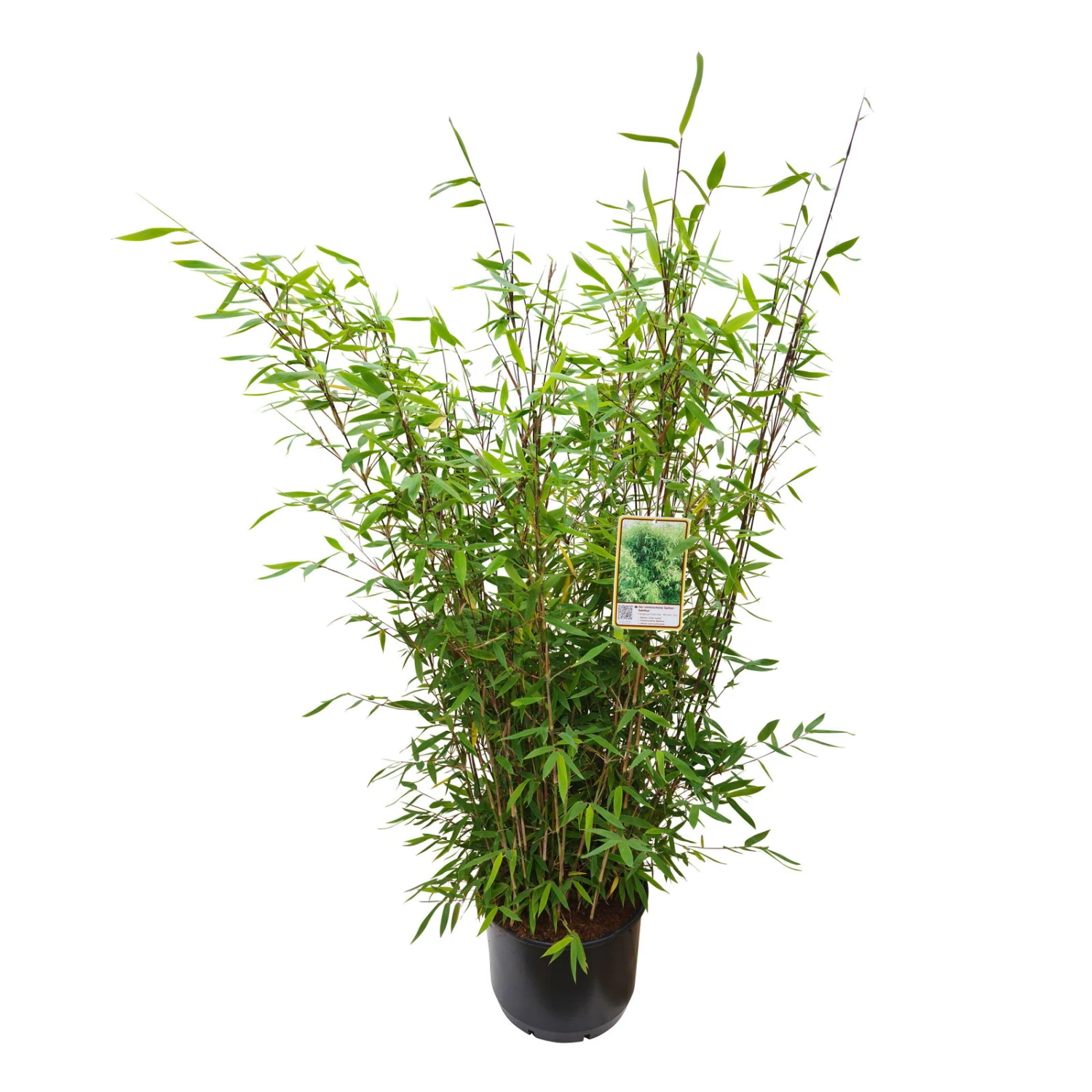 Gartenbambus 'Winter Joy', Höhe 80-100 Cm, Topf 10 Liter 2 Gartenbambus 'Winter Joy', Höhe 80-100 Cm, Topf 10 Liter – Bild 2