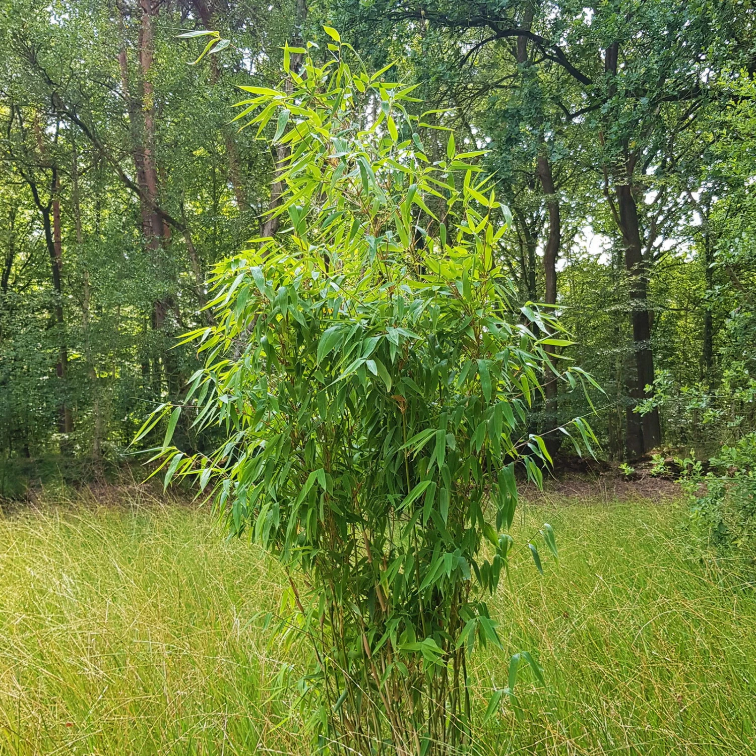 Elfenbein-Bambus 'Ivory Ibis'® (Japo 55' EU-S), 2er-Set, Höhe 80-100 Cm 3 Elfenbein-Bambus 'Ivory Ibis'® (Japo 55' EU-S), 2er-Set, Höhe 80-100 Cm – Bild 3