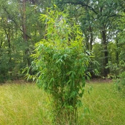 Elfenbein-Bambus 'Ivory Ibis'® (Japo 55' EU-S), Höhe 80-100 Cm, Topf 10 Liter -Biohort Gartenarbeit Geschaft 0425100383 0425100384 Fargesia Ivory Ibis 080100 WEB 2 94511 3