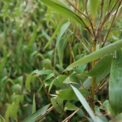 Elfenbein-Bambus 'Ivory Ibis'® (Japo 55' EU-S), Höhe 80-100 Cm, Topf 10 Liter -Biohort Gartenarbeit Geschaft 0425100383 0425100384 Fargesia Ivory Ibis 080100 WEB 4 94514 3