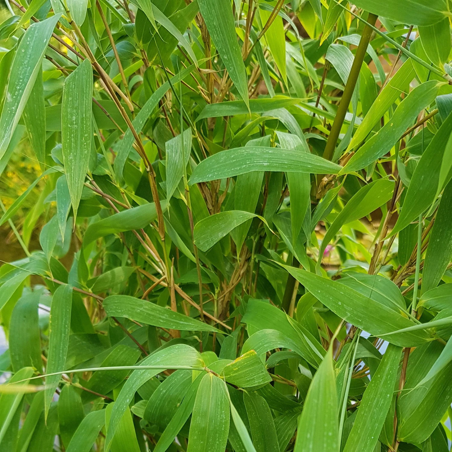 Elfenbein-Bambus 'Ivory Ibis'® (Japo 55' EU-S), 2er-Set, Höhe 80-100 Cm 2 Elfenbein-Bambus 'Ivory Ibis'® (Japo 55' EU-S), 2er-Set, Höhe 80-100 Cm – Bild 2