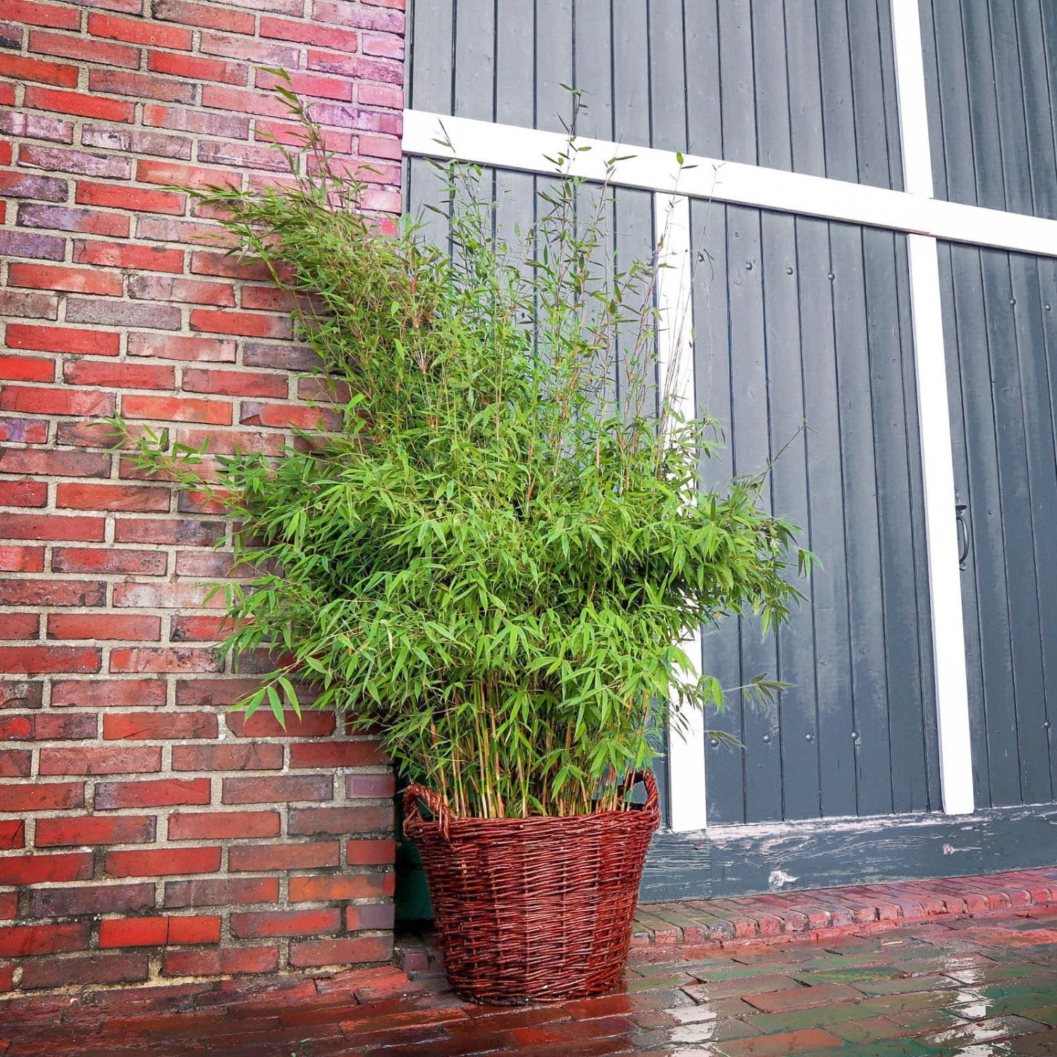 Bambus 'Malachite Monkeys'® EU-S, 2er-Set, Höhe Ca. 80-100 Cm, Topf 15 Liter 1 Bambus 'Malachite Monkeys'® EU-S, 2er-Set, Höhe Ca. 80-100 Cm, Topf 15 Liter