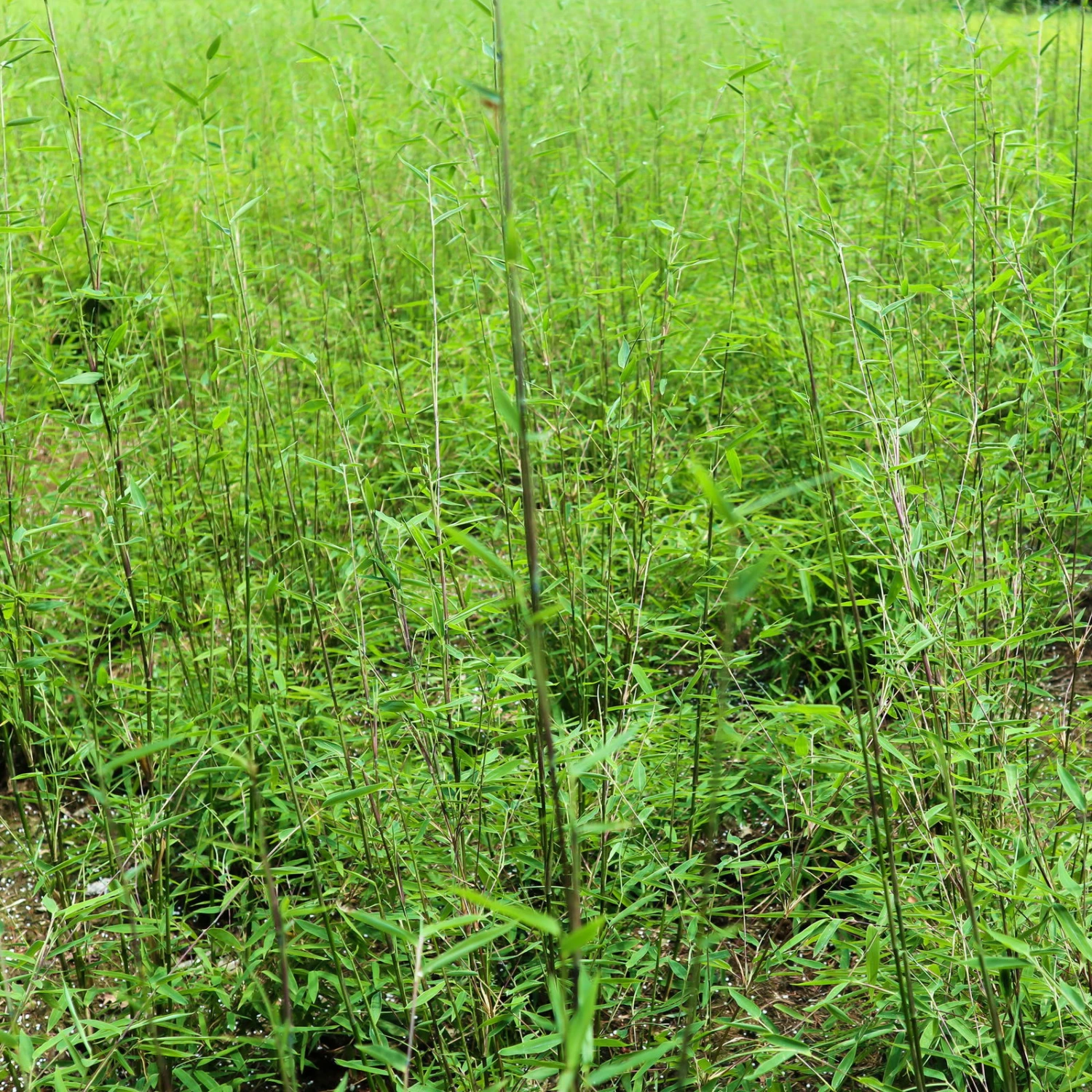 Schwarzrote Gartenbambus 'Jiuzhaigou 4 - Black Cherry', 2er -Set, Topf 10 Liter 1 Schwarzrote Gartenbambus 'Jiuzhaigou 4 - Black Cherry', 2er -Set, Topf 10 Liter