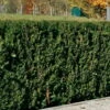 Taxus Baccata 'Westerstede', Höhe 100/125 Cm, Im 25 Lt. Topf