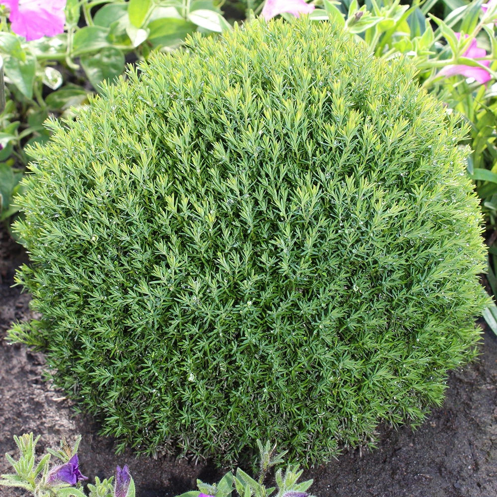 Kuschellebensbaum, Thuja Occ. 'Teddy', 12er-Set, Höhe 15-20 Cm, Topf 1,5 Liter 1 Kuschellebensbaum, Thuja Occ. 'Teddy', 12er-Set, Höhe 15-20 Cm, Topf 1,5 Liter