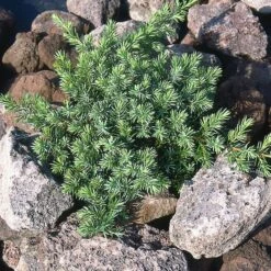 Kriechwacholder 'Schlager', 10er-Set, Höhe 20-30 Cm, Topf 2 Liter -Biohort Gartenarbeit Geschaft 0430350449 Juniperus Schlager 10er Set 2 113382