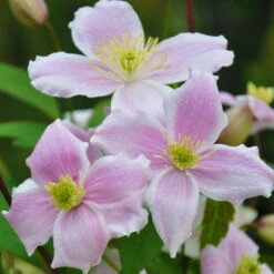 Clematis 'Mayleen', 2er-Set, Rosa, Duftend, Höhe 60-80 Cm, Topf 2 Liter